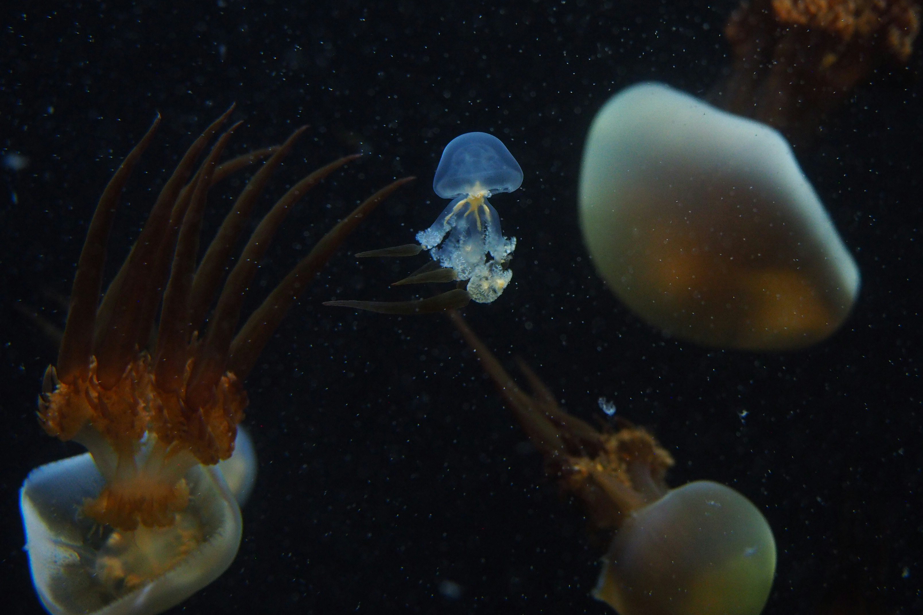 white jellyfish in water during daytime